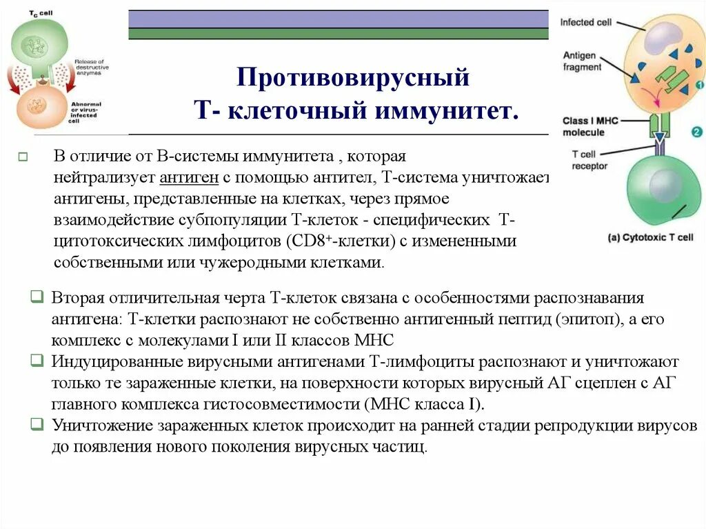 Клеточный иммунитет процесс. Противовирусный т- клеточный иммунитет.. Противовирусный иммунитет схема. Противовирусный иммунитет клеточные и гуморальные факторы.