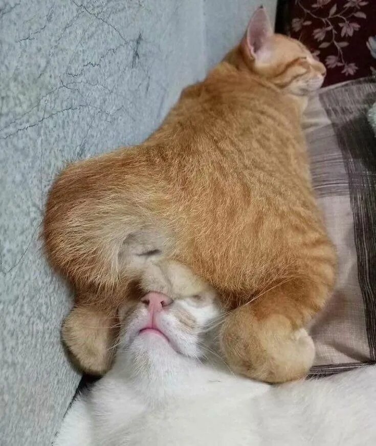 Поцелуй в шею мужчине. Котик облизывает лицо. Страстный поцелуй в постели. Лизнул ночью. Страстный поцелуй в кровати.