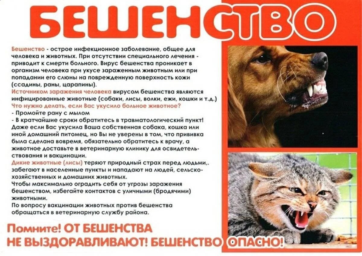 Помощь больным животным