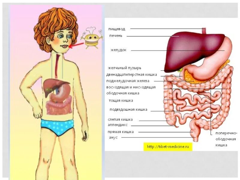 Органы пищеварения 4 класс. Пищеварительная система схема 4 класс. Пищеварительная система человека схема 3 класс окружающий мир. Пищеварительная система человека строение 4 класс. Карточка пищеварительная система 3 класс.