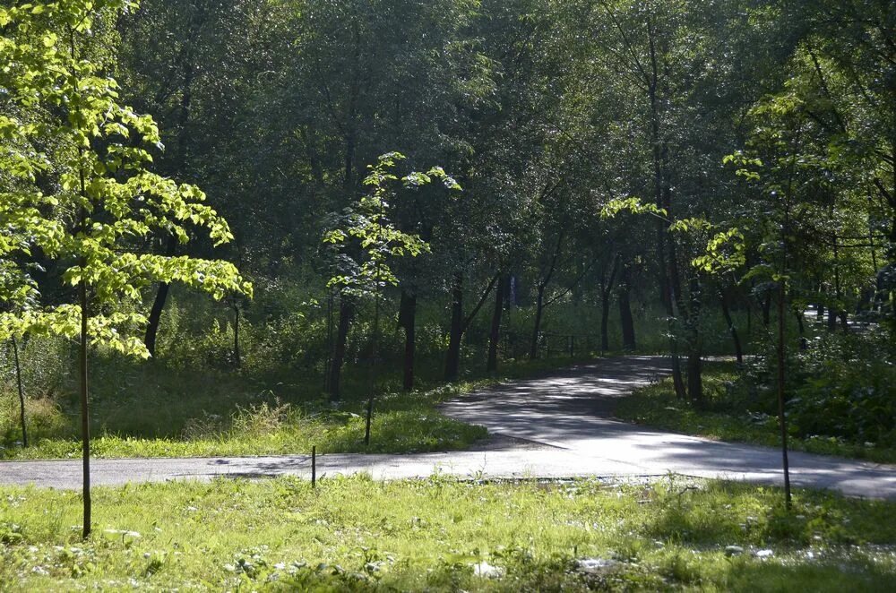 березовая роща благоустройство. зеленоград березовая роща. парк ачинск березовая роща благоустройство. березовая роща благоустройство. реконструкция березовой рощи новомосковск.