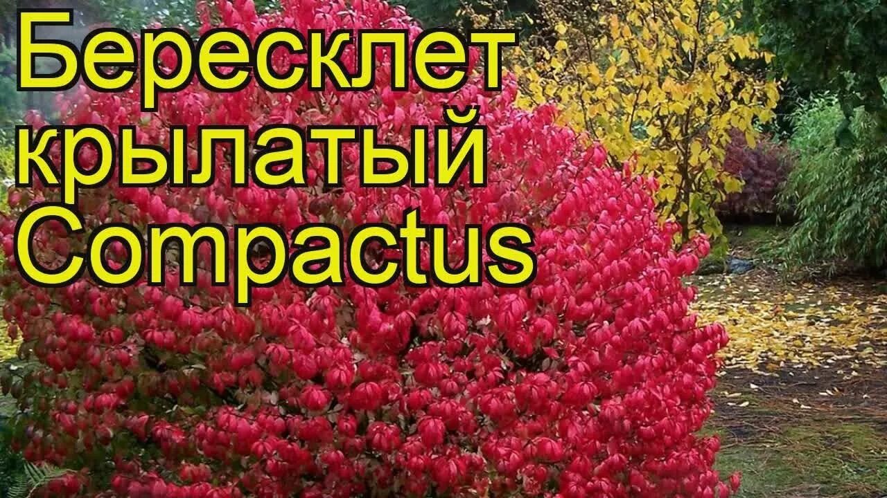 Саженец бересклет крылатый. Бересклет Компактус. Бересклет крылатый Компактус-Сompactus. Бересклет крылатый Компактус саженцы. Бересклет крылатый саженец.