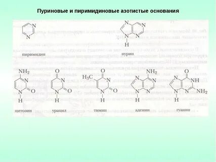 Пуриновые и пиримидиновые основания это