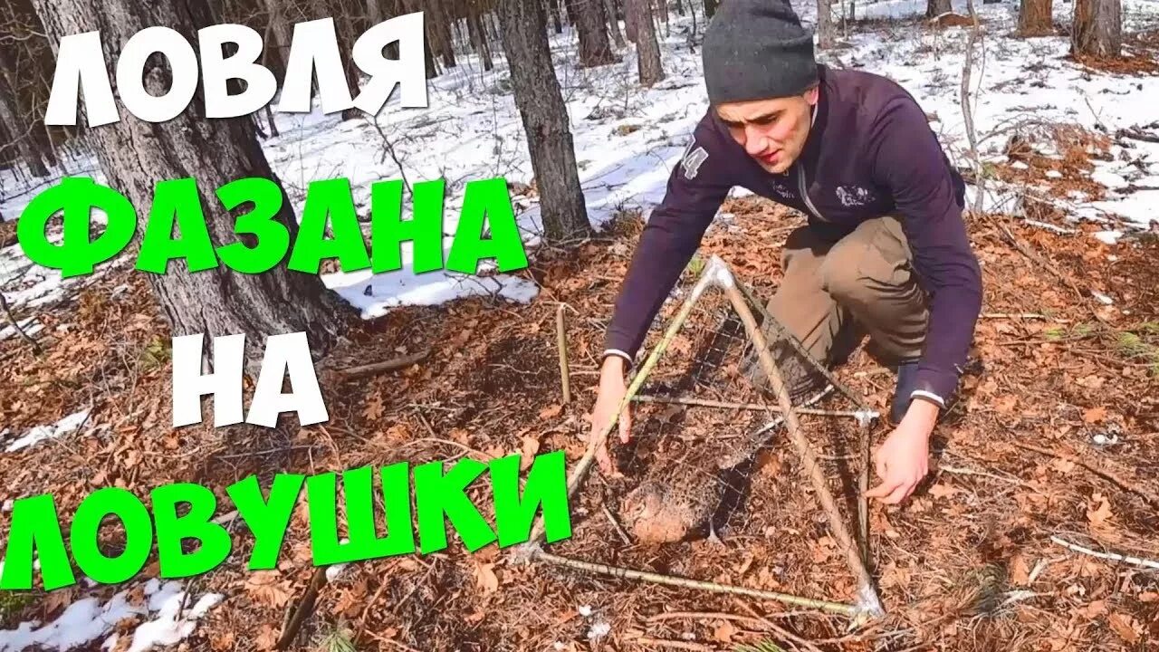 Капкан на спонсора читать поляковой. Ловушка на фазана. капкан на фазана. силки на фазана. ловля фазана на петли.