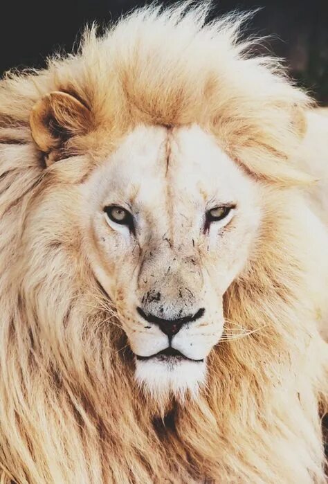 Katanga Lion, Leon Lions photos, Lion images, Lion photography