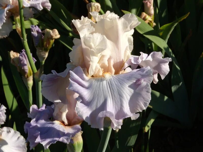 ирисы mindful (blyth. ирис lavender luck. ирис tantalizing. ирис i must have it. ирис бородатый бургунди браун.