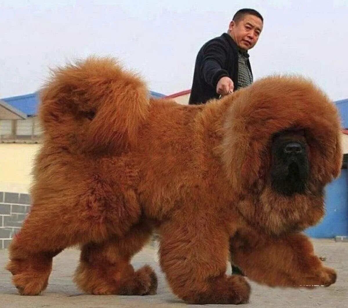Какая порода самая. Тибетский мастиф. Собаки породы тибетский мастиф. Тибетский мастиф великан. Тибетский мастиф Хонг Донг.