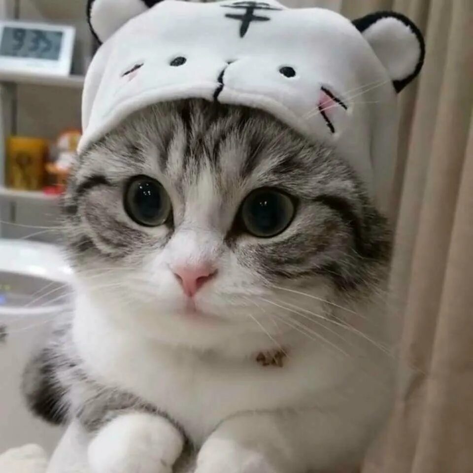 Красивые котята. Милые фото на ватсап. Шапка 'кошка'. Милые коты в шапочках. Красивые кошечки.