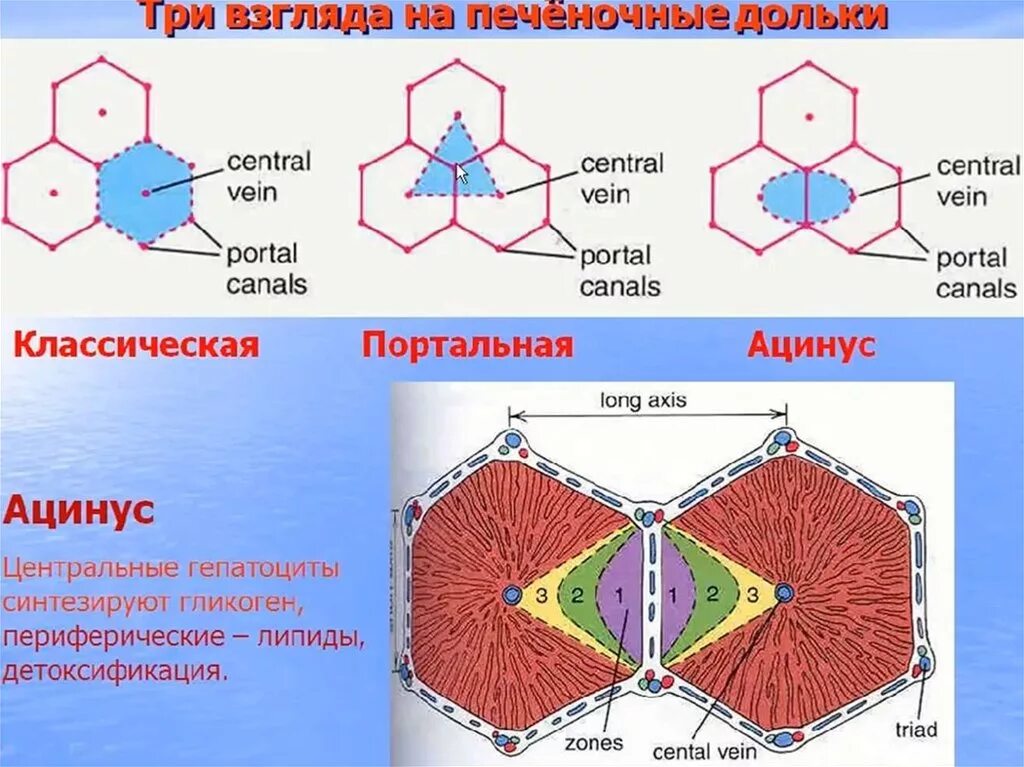 Печеночный ацинус строение зоны. Портальный ацинус. Портальная долька и ацинус печени. Портальный ацинус. Строение ацинуса печени гистология.