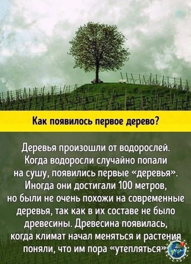 Рассказ про дерево дуб. Откуда произошли деревья. Откуда произошли деревья. Дерево на земле. Как появились деревья на земле.