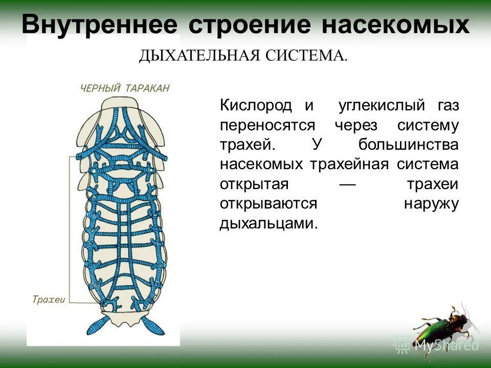 Какие системы у насекомых. Трахейная дыхательная система насекомых. Строение дыхательной системы насекомых. Дыхательная система насекомых дыхальца. Функции дыхательной системы у насекомых.