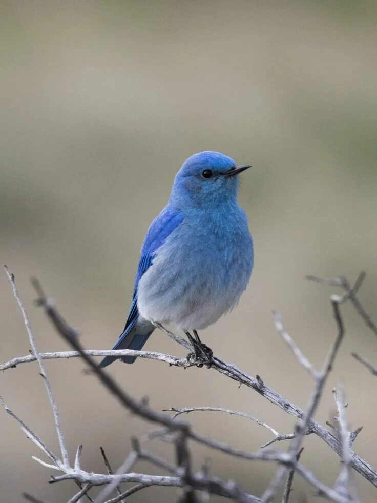 Mountain Bluebird птица. Голубая птичка. Птица с голубой грудкой. Голубые птички размером с воробья