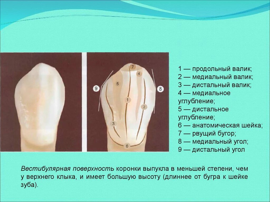 Клыки поверхность зуба. Центральный медиальный резец верхней челюсти. Анатомия фронтальных зубов верхней челюсти. Центральный резец верхней челюсти Бугры. Медиально небный бугор 1 моляра верхней челюсти.