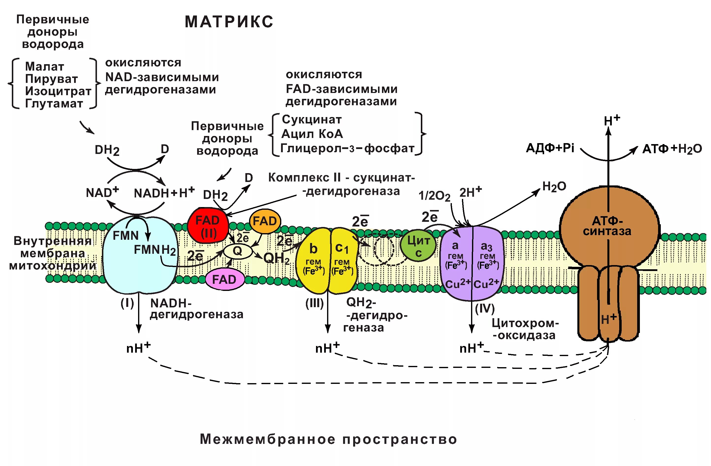 Ферменты окислительного фосфорилирования. Дыхательная цепь (ЦПЭ): строение. 2 Комплекс цепи переноса электронов. Комплекс 5 дыхательной цепи митохондрий. Схема дыхательная цепь переноса электронов биохимия.