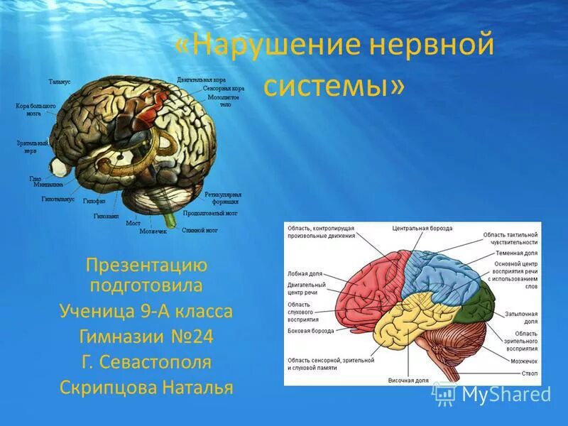 Темы рефератов по анатомии. Реферат анатомия центральной нервной системы.