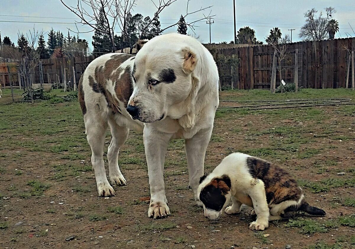 Алабай сильный. Сао алабай гигант. Сао алабай. Кангал и алабай. Алабай белый.