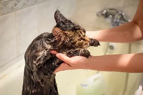 Можно ли мыть кота шампунем