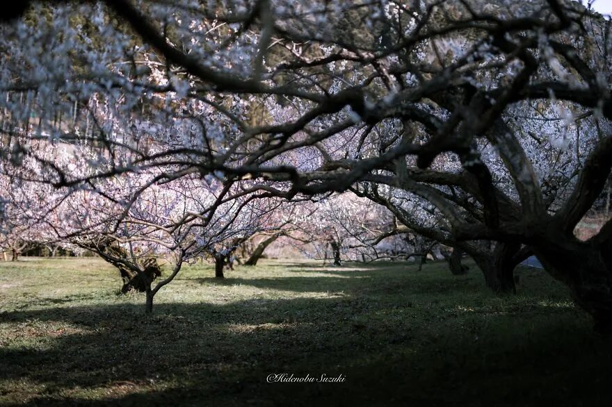 Spring scenes. Spring scene.