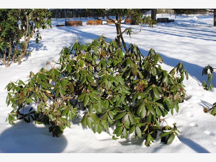 Рододендрон после зимы. Рододендрон после зимы. Рододендрон мульчировать. Рододендрон после зимы. Рододендрон после зимы.