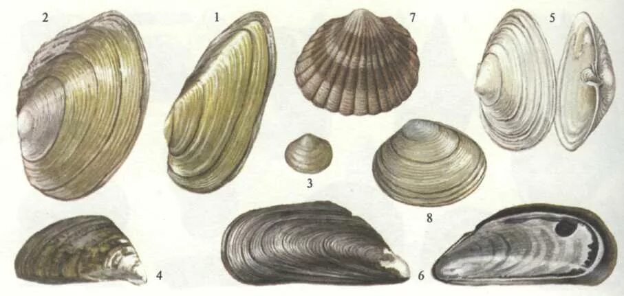 Породы моллюск. Перловицы и беззубки. Двустворчатые моллюски перловица. Двустворчатые беззубка. Беззубка обыкновенная (Anodonta cygnea).