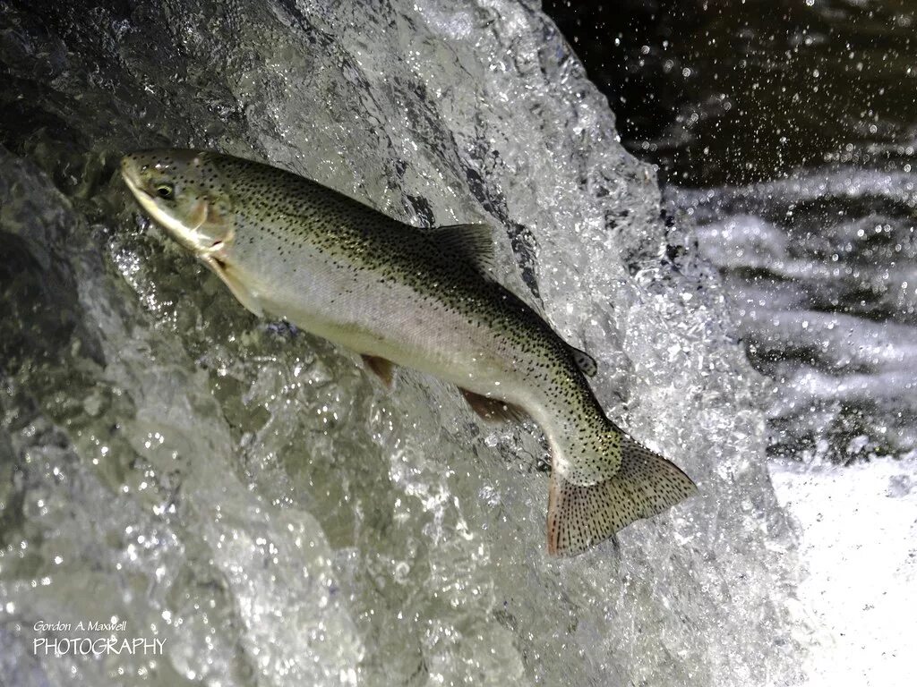 Карельская дикая форель. Кумжа ладожского озера. Ропшинская золотая форель. Форель в воде. Форель в воде.
