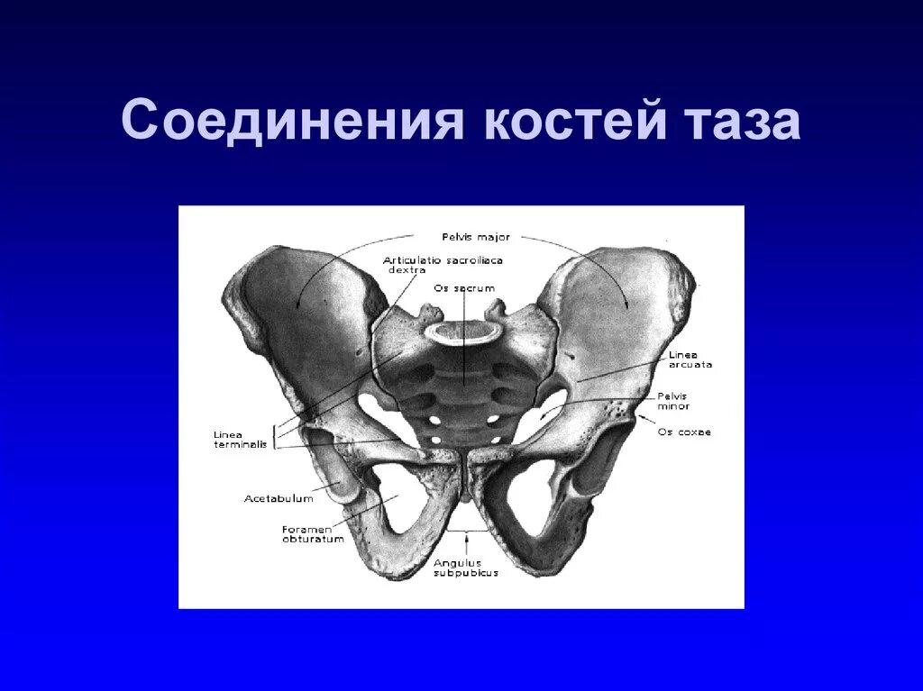 Кости таза строение соединение. Соединение костей пояса нижней конечности вид спереди. Соединение костей малого таза. Кости таза Тип соединения костей. Соединения тазового пояса.