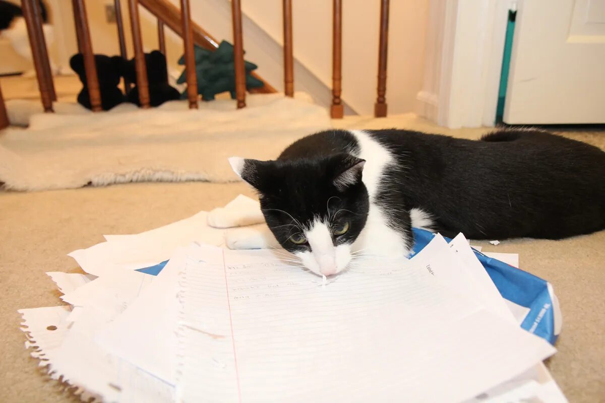 Как действовать кошку. Кот с бумажками. Кошка на бумаге. Кошка с бумажкой. Кот и бумага обычная.