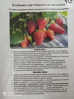 Характеристики и описание сортов клубники