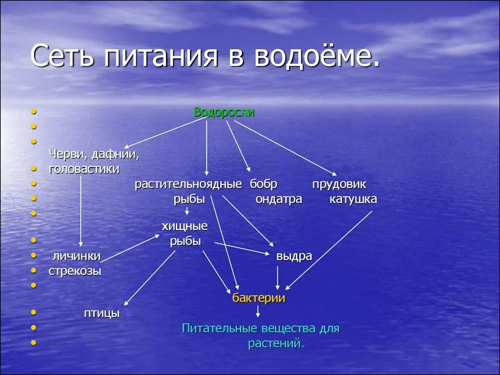 Экологический состав воды. Пищевая сеть питания пресного водоема. Сеть питания пресноводного водоема. Цепьпитанияпресного аодоема. Цепочка питания водоема.