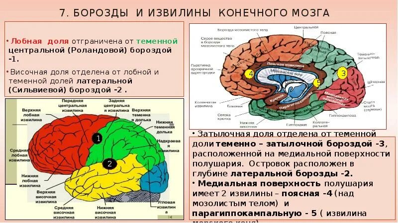 Какие зоны в лобной доле. Строение лобной доли конечного мозга. Конечный мозг. Полушария головного мозга. Доли, борозды, извилины.. Борозды доли извилины коры головного мозга. Анатомия борозд лобных долей мозга.