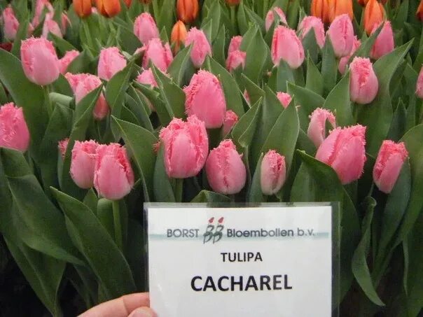 Тюльпан Кашарель (Cacharel) - луковицы тюльпанов купить в Астане с доставкой поч