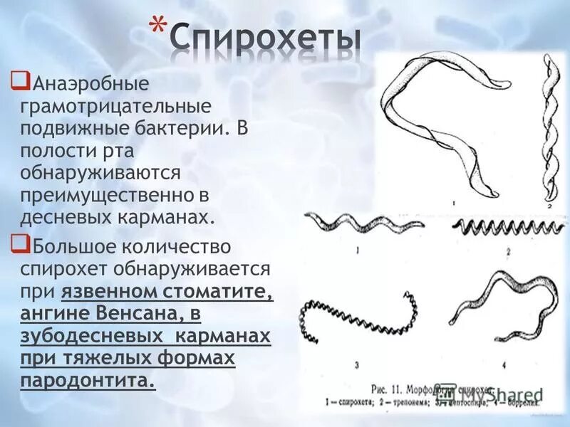 спирохеты лептоспиры. строение спирохеты бактерии. спирохеты какие бактерии. классификация спирохет микробиология. спирохеты трепонемы боррелии лептоспиры.