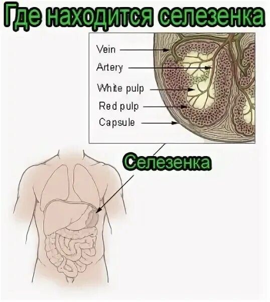 Селезенка за что отвечает и где находится