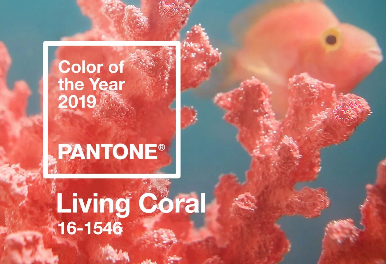 2019 год на английском. Pantone 16-1546 живой коралл / Living Coral (2019). Пантон цвета живой коралл. Цвет года пантон 2019. Living Coral цвет.