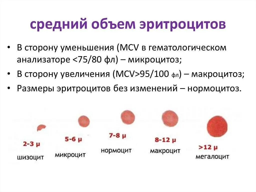 Эритроциты по объему понижены у ребенка