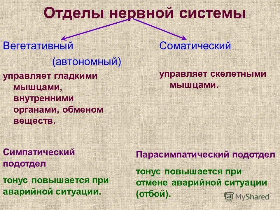 Соматический и вегетативный различия. Характеристика соматической и вегетативной нервной системы. Строение вегетативной и соматической нервной системы. Характеристики соматической нервной системы. Разница между соматической и вегетативной нервной системой.