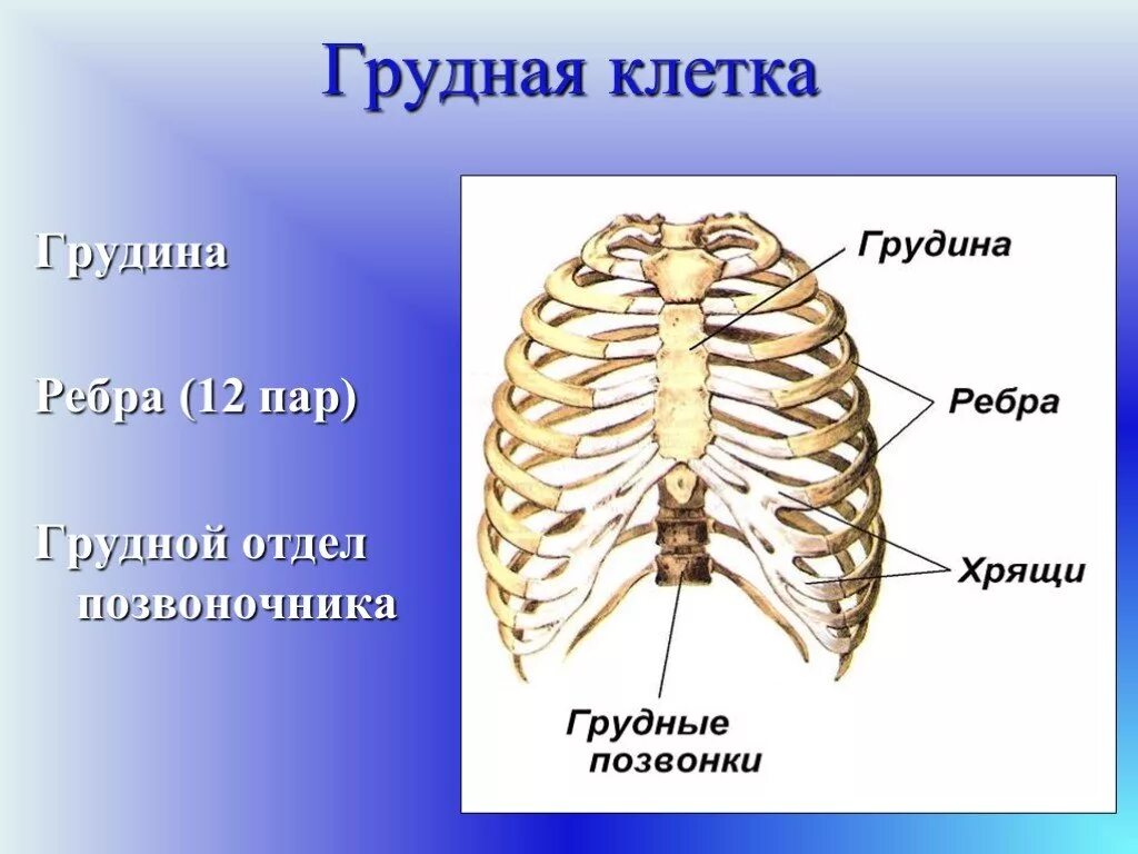 Анатомия человека кости ребра. Строение грудной клетки млекопитающих. Грудной отдел позвоночника с ребрами. Грудная клетка человека.