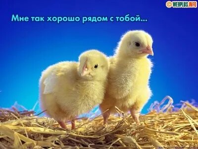 Тобою рядом лучший друг