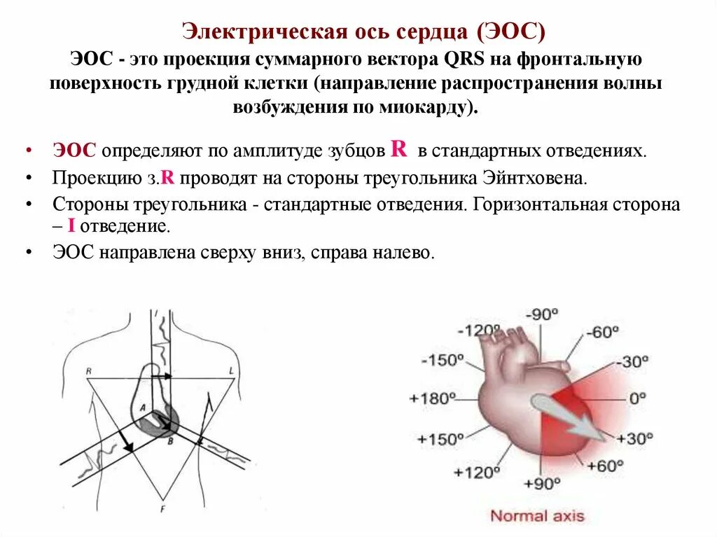 Вертикальная позиция сердца. Электрическая ось нормальной электрокардиограммы.. Расшифровка ЭКГ электрическая ось. Положение электрической оси ЭКГ. ЭКГ норма вертикальное положение ЭОС.