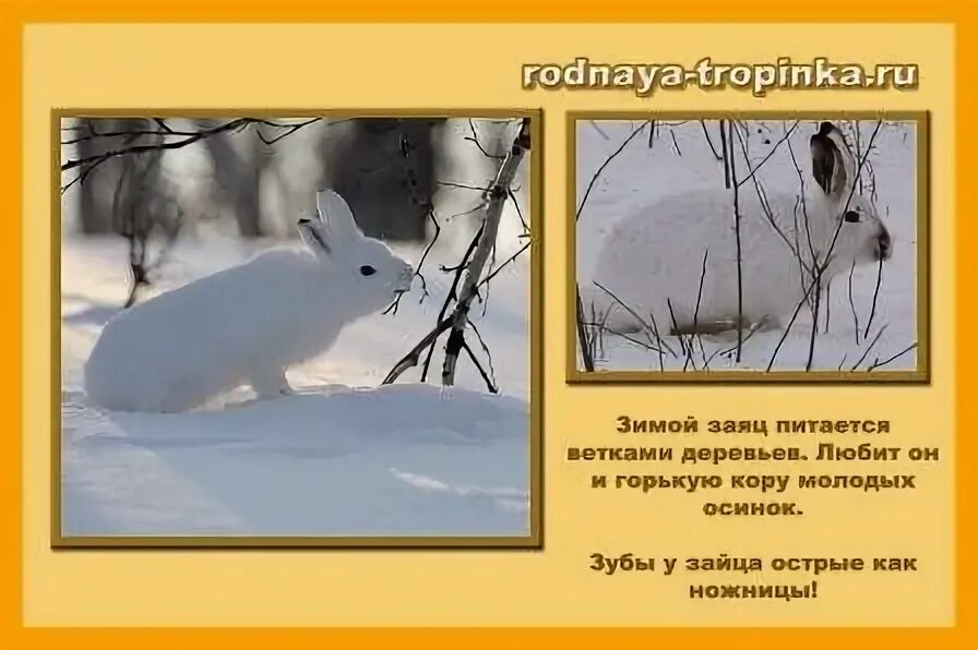 Как зимует заяц. Заяц в белой шубке зимой. Зайцы зимой питаются корой деревьев. Почему зайцам не холодно зимой. Заяц зимой для дошкольников.