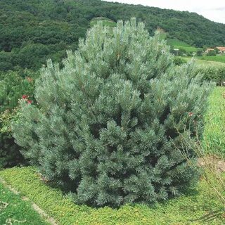 Сосна sylvestris