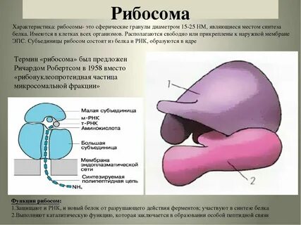 Рибосомы растения животные грибы