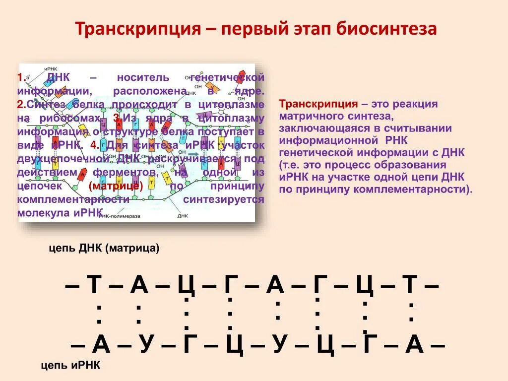 Транскрипция РНК С матричной ДНК. Процесс транскрипции в биологии. Транскрипция биология Биосинтез белка. Транскрипция первый этап биосинтеза. Описание процесса транскрипции