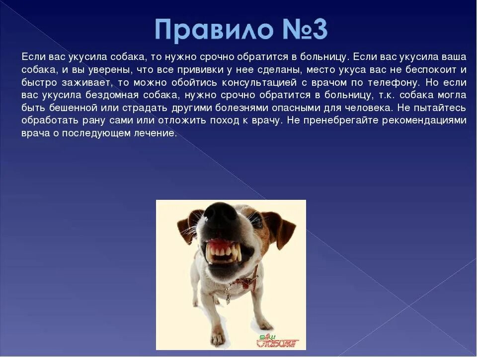 После укуса собаки через сколько. Если вас укусила собака. Что делать если укусила собака.