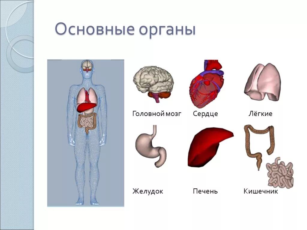 Органы человека. Внутренние органы человека. Модель человека с внутренними органами. Строение органов человека. Строение человека модель 2 класс