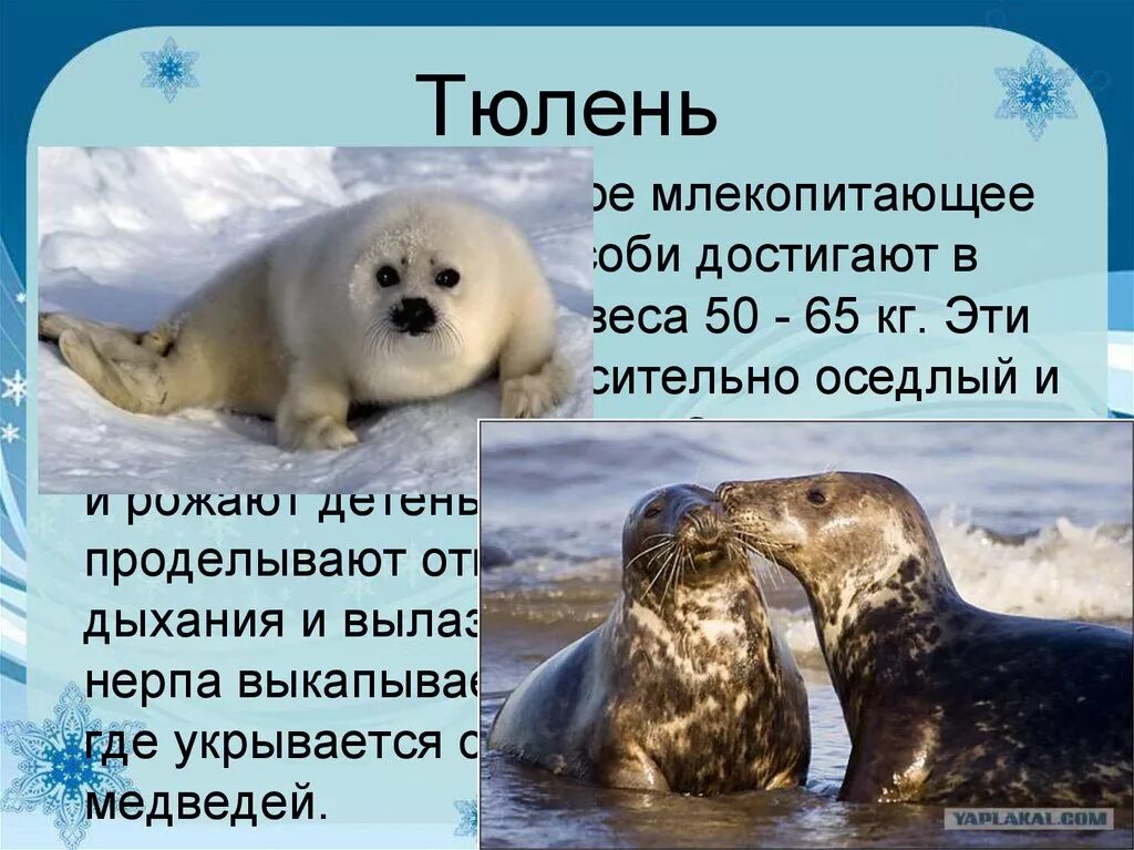 Интересные факты о тюленях. Доклад про тюленя. Интересные сведения о тюленях. Тюлени информация для детей.