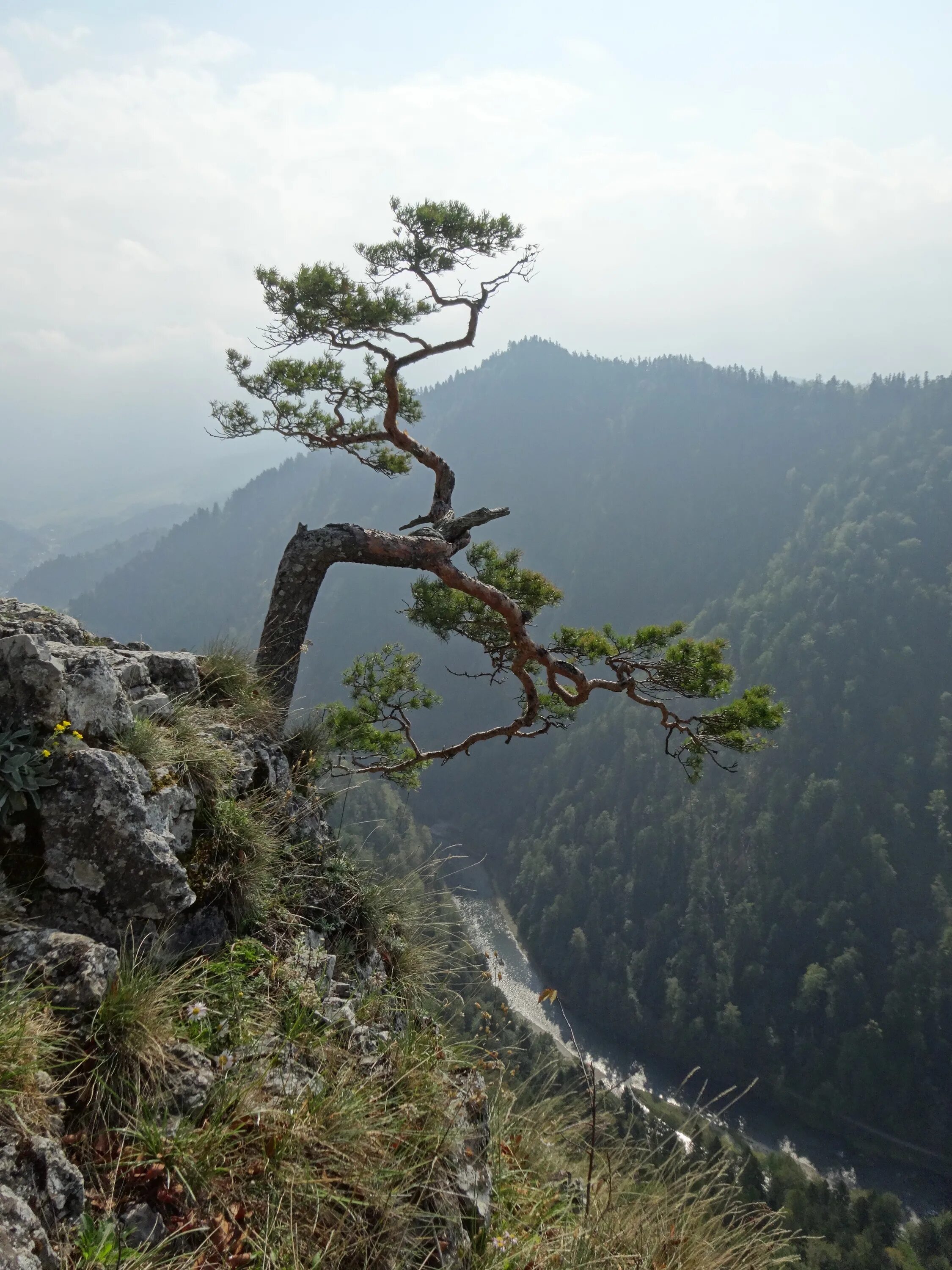 Дерево на Утесе. Вершины деревьев. Пенины. Пенины Польша.