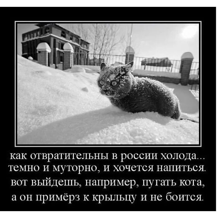 Как отвратительны в России холода. Демотиваторы про зиму. Приколы про холод. Коты боятся снега.