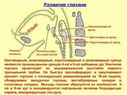 Гортань развивается