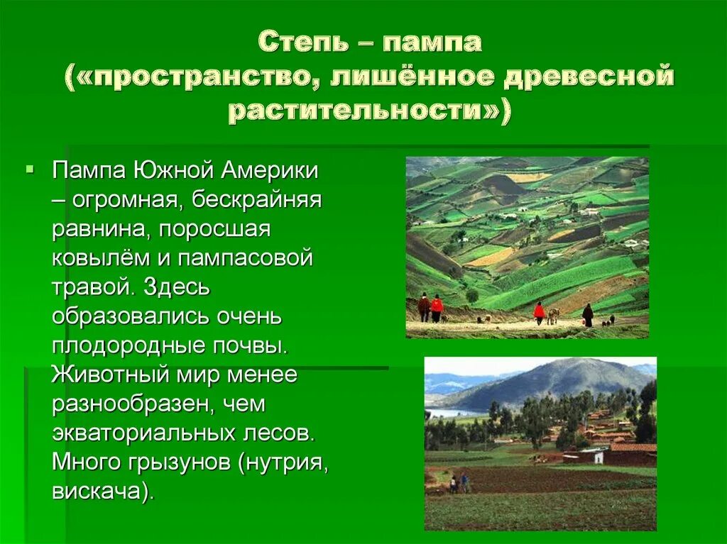 Пампа природная зона южной америки. Растительный мир пампы в Южной Америке. Растительный и животный мир пампы Южной Америки. Степи Южной Америки. Степи Южной Америки растения и животные.